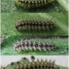 melit phoebe larva3 volg3